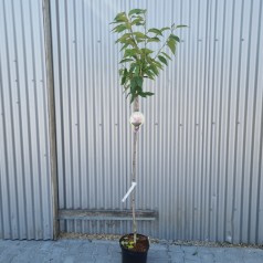 Japansk Kirsebær Kanzan 80 cm. stamme - Prunus serrulata Kanzan