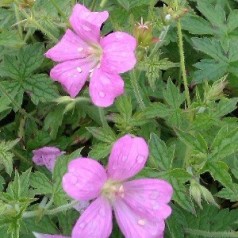 Geranium oxonianum Rødbylund - Storkenæb
