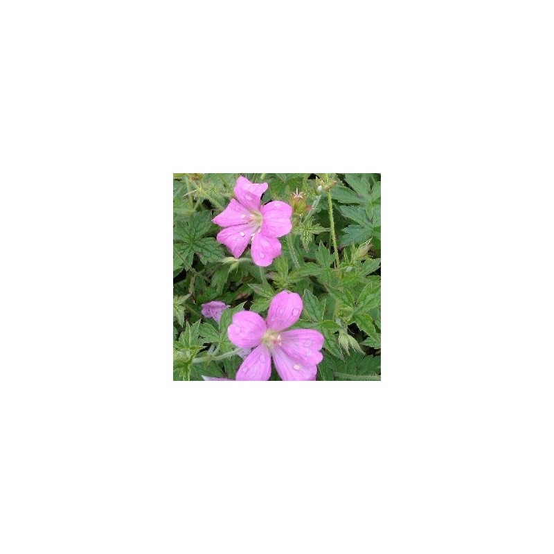 Geranium oxonianum Rødbylund - Storkenæb