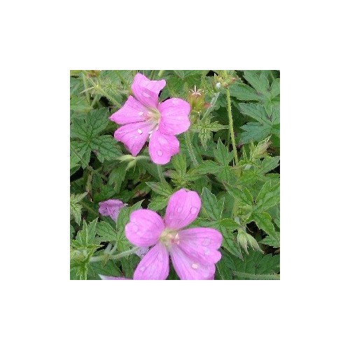 Geranium oxonianum Rødbylund - Storkenæb
