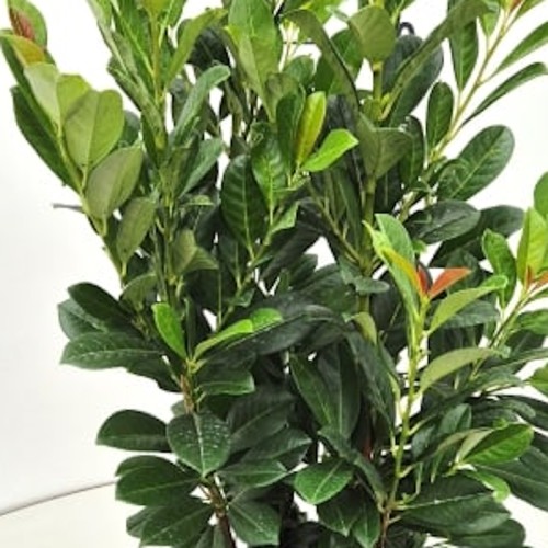 Laurbærkirsebær Bonaparte 40-60 cm. - Bundt Med 10 Stk. Barrods hækplanter - Prunus laurocerasus Bonaparte
