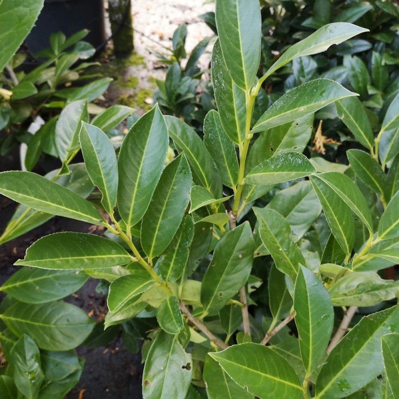 Laurbærkirsebær Elly 30-40 cm. - Bundt Med 10 Stk. Barrods hækplanter - Prunus laurocerasus Elly