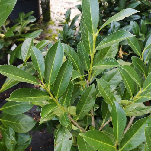 Laurbærkirsebær Elly 30-40 cm. - Bundt Med 10 Stk. Barrods hækplanter - Prunus laurocerasus Elly