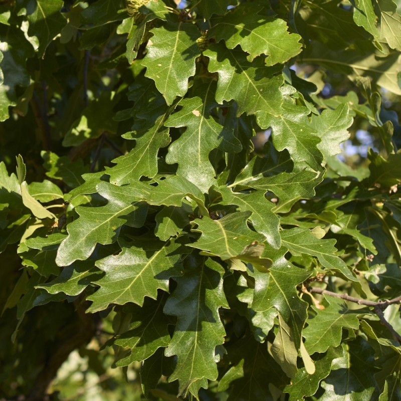 Tyrkisk Eg - Frynse Eg 40-60 cm. - Bundt med 25 stk. barrodsplanter - Quercus cerris