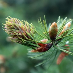 Douglasgran 60-80 cm. - Bundt med 10 stk. barrodsplanter - Pseudotsuga menziesii