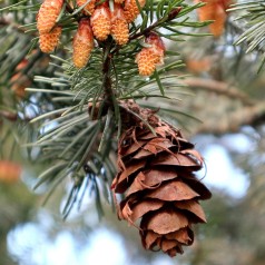 Douglasgran 60-80 cm. - Bundt med 10 stk. barrodsplanter - Pseudotsuga menziesii