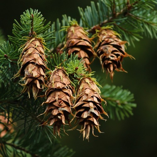 Douglasgran 60-80 cm. - Bundt med 10 stk. barrodsplanter - Pseudotsuga menziesii