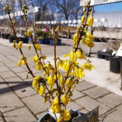 Forsythia intermedia Goldrausch / Vårguld