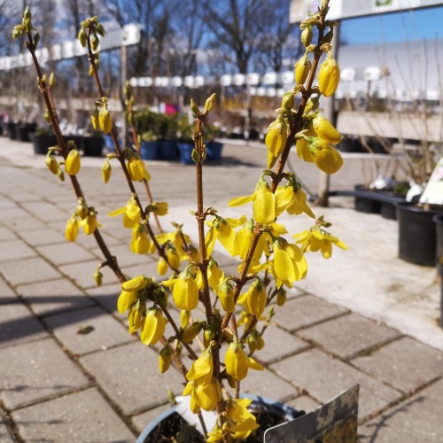 Forsythia intermedia Goldrausch / Vårguld