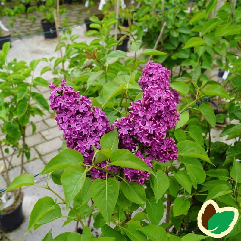 Syringa vulgaris Andenken an Ludwig Späth - Storblomstret Syren