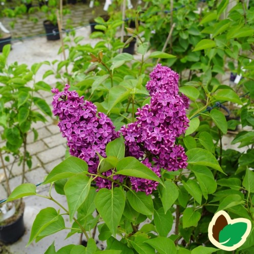 Syringa vulgaris Andenken an Ludwig Späth - Storblomstret Syren