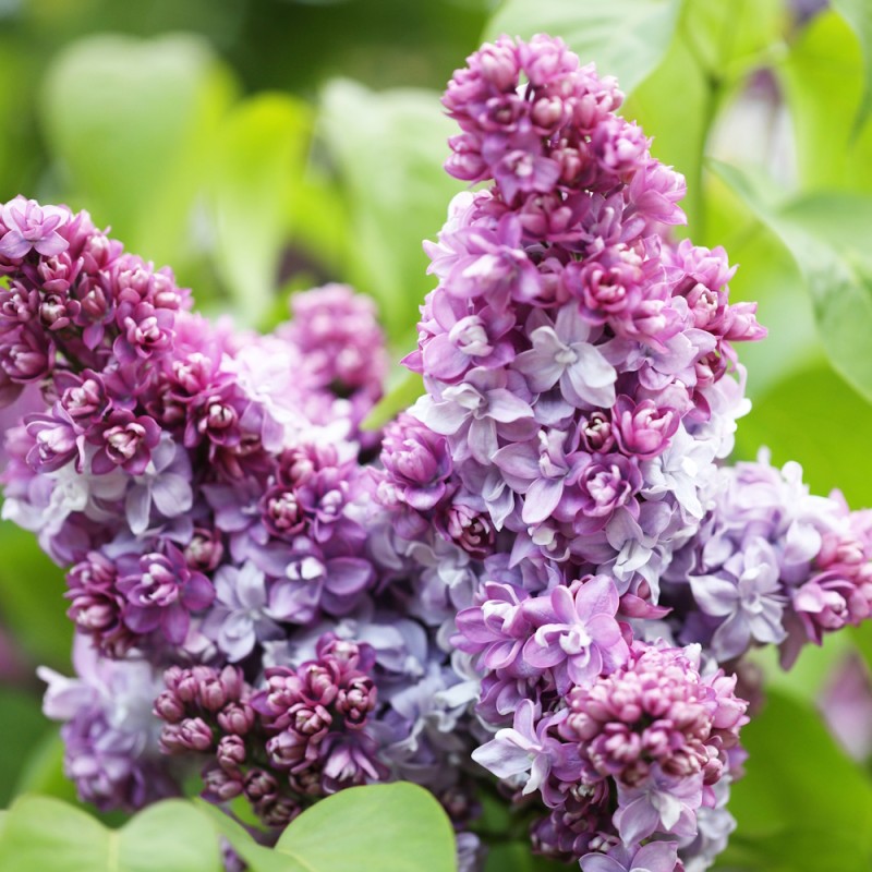 Storblomstret Syren Katherine Havemeyer 50-60 cm. - Bundt med 5 stk. barrodsplanter - Syringa v. Katherine Havemeyer