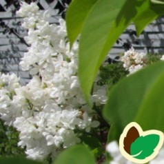 Syringa vulgaris Mme Lemoine - Storblomstret Syren