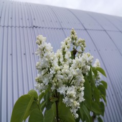 Storblomstret Syren Madame Lemoine 50-60 cm. - Bundt med 5 stk. barrodsplanter - Syringa vulgaris Mme Lemoine