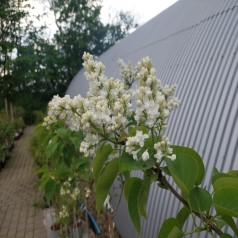 Storblomstret Syren Madame Lemoine 50-60 cm. - Bundt med 5 stk. barrodsplanter - Syringa vulgaris Mme Lemoine