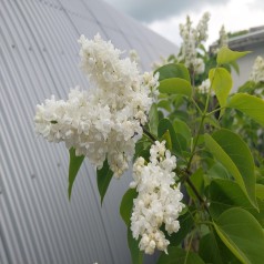 Storblomstret Syren Mme Lemonie - Syringa vulgaris Mme Lemonie