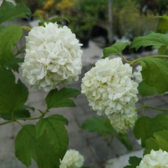 Viburnum opulus Roseum - Kalkved