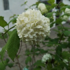 Viburnum opulus Roseum - Kalkved