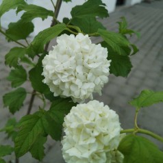 Viburnum opulus Roseum - Kalkved