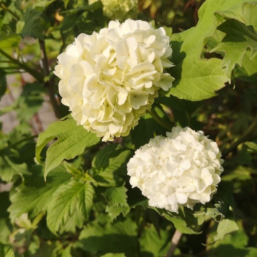 Kalkved Roseum 30-40 cm. - Bundt med 25 stk. barrodsplanter - Viburnum opulus Roseum