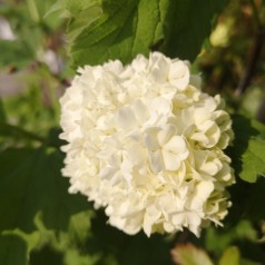 Kalkved Roseum 30-40 cm. - Bundt med 25 stk. barrodsplanter - Viburnum opulus Roseum