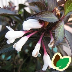 Weigela florida Ebony and Ivory - Klokkebusk