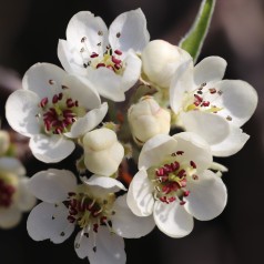 Pyrus salicifolia Pendula - Pilebladet Pære - Nordens oliven