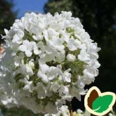 Viburnum Eskimo - Duft Snebold