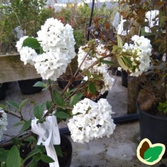 Viburnum Eskimo - Duft Snebold