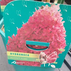 Syrenhortensia Petite Flori på 60 cm. stamme - Hydrangea paniculata Petite Flori