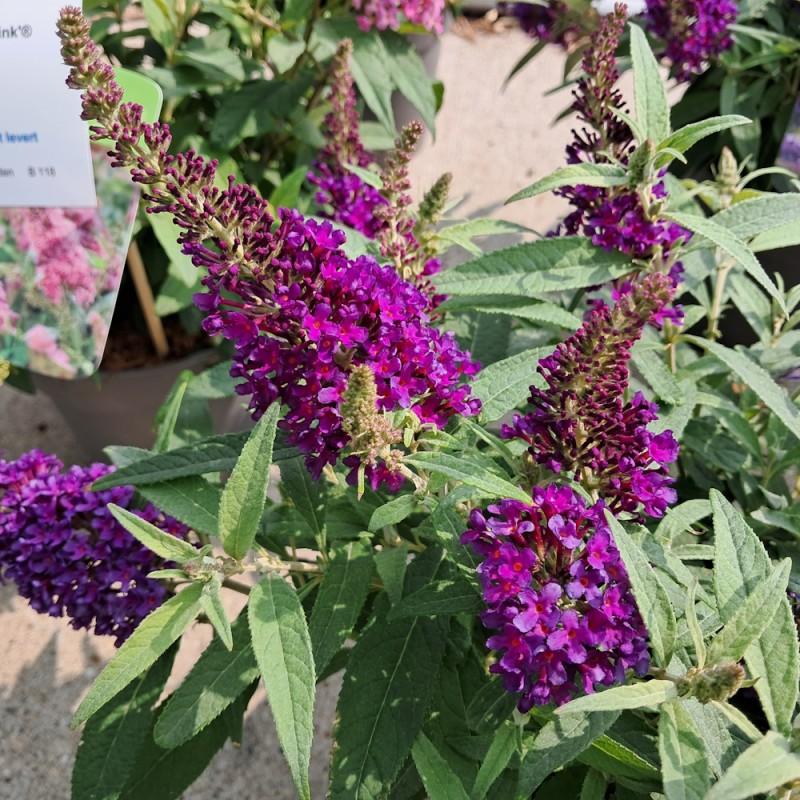 Dværg Sommerfuglebusk Little Purple 15-40 cm. - Buddleja davidii Butterfly Candy Little Purple