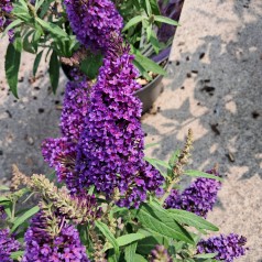 Dværg Sommerfuglebusk Little Purple 15-40 cm. - Buddleja davidii Butterfly Candy Little Purple