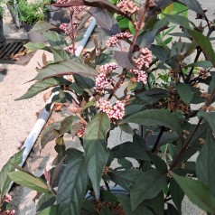 Glasbær Pearlglam -...