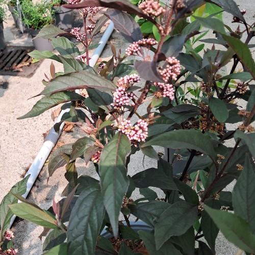 Glasbær Pearlglam - Callicarpa bodinieri Pearlglam