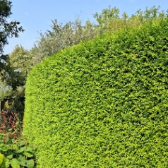 Almindelig Hækthuja 20-40 cm. - Bundt med 10 stk. barrodsplanter - Thuja occidentalis