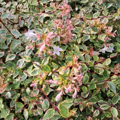 Broget Abelia Kaleidoscope - Abelia grandiflora Kaleidoscope