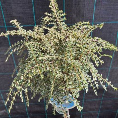 Hvidrandet Dværgmispel på stamme 80 cm - Cotoneaster atropurpureus Variegatus