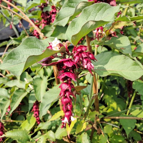 Fasanbusk - Leycesteria formosa