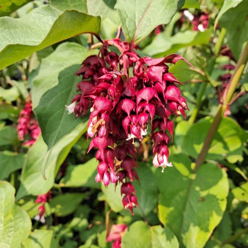 Fasanbusk Purple Rain 30-60 cm. - Leycesteria formosa Purple Rain