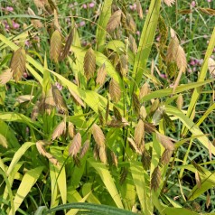 Fladaks - Chasmanthium latifolium