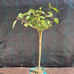 Syrenhortensia Petite Flori...