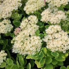 Kinesisk Sankthansurt Stardust - Sedum spectabile Stardust