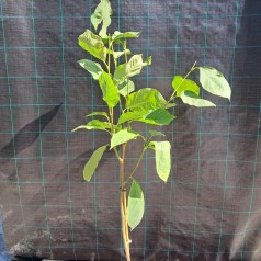 Magnolia Yellow River på 60 cm stamme