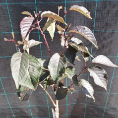 Rødbladet Japansk Kirsebær 120 cm. stamme - Prunus serrulata Royal Burgundy