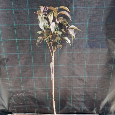 Rødbladet Japansk Kirsebær 120 cm. stamme - Prunus serrulata Royal Burgundy