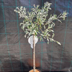 Pilebladet Pære 90 cm. stamme - Pyrus salicifolia Pendula