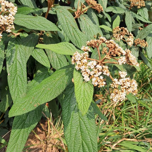 Rynkeblad - Viburnum Rhytidophyllum