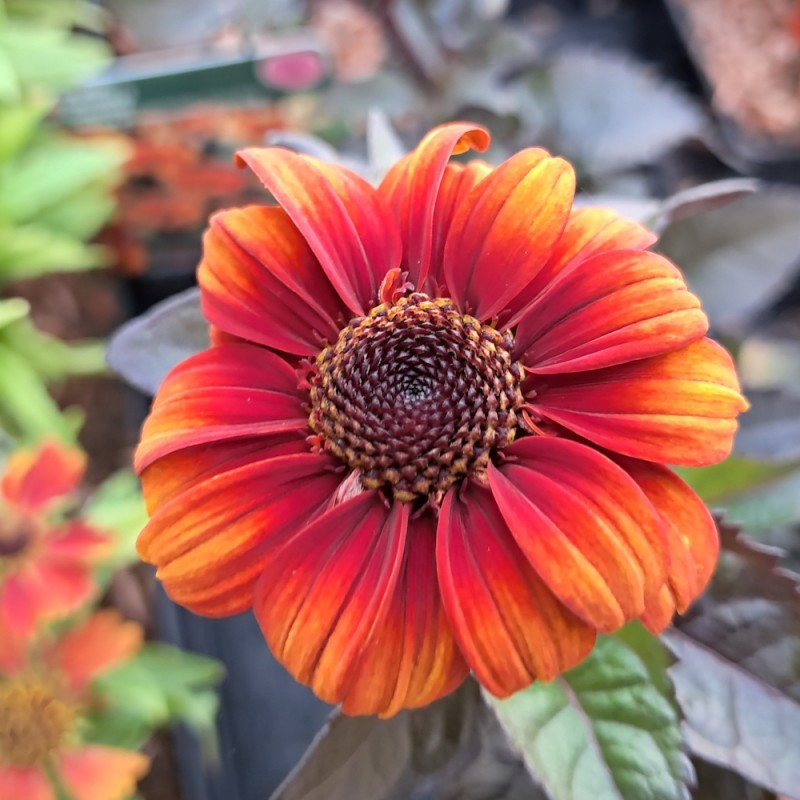 Dagøje Luna Roja - Heliopsis helianthoides scabra Luna Roja