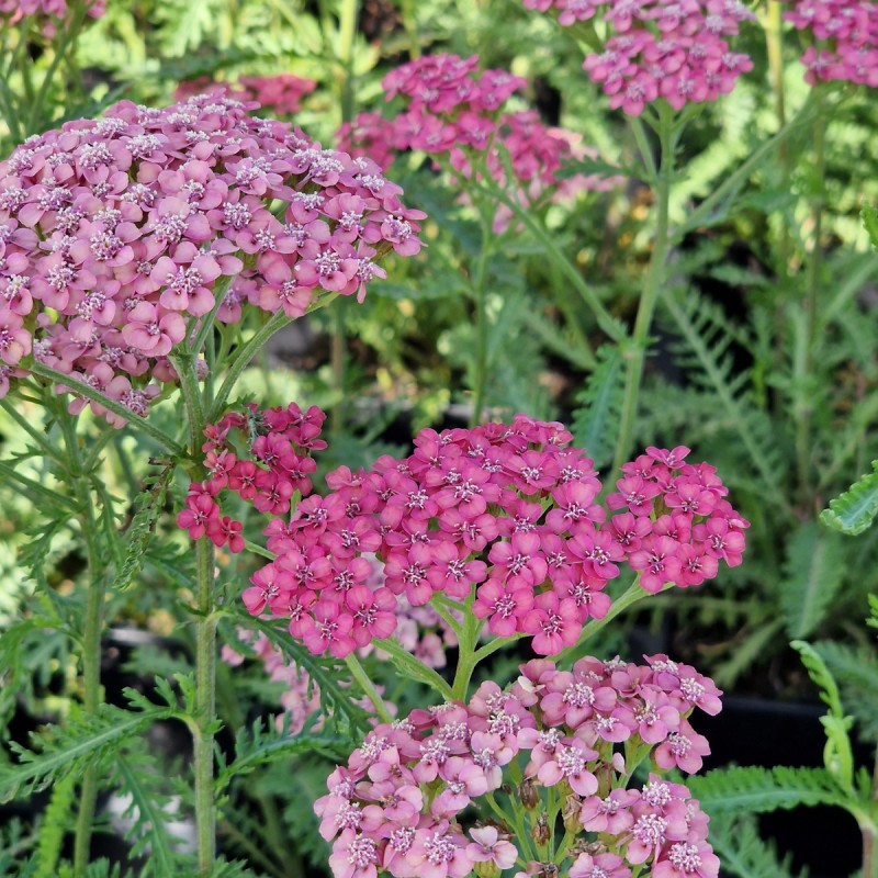 Røllike Apricot Delight - Achillea millefolium Apricot Delight