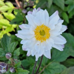 Høstanemone Snow Angel - Anemone hybrida Snow Angel